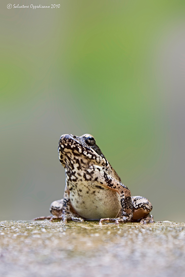 da identificare - Rana italica